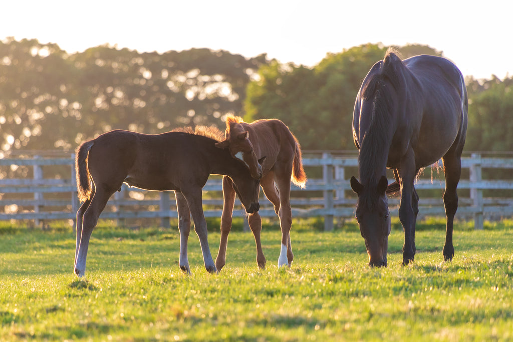 Can the Omega-3 long chain fatty acids, EPA & DHA really help a mare's fertility?